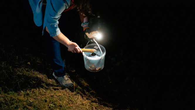 Spānija skailgliemežu ierobežošanas pasākumi