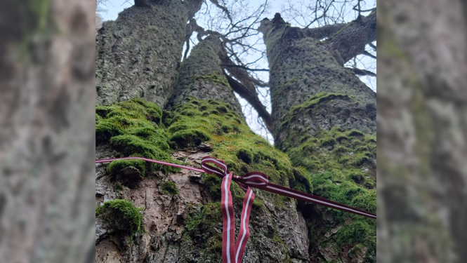 Piloru ozolu audzes ozols ar lentu Latvijas karoga krāsās