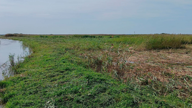 Izpļauta Engures ezera krastmala