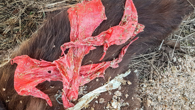 Plolietilēna maisiņš lāča kuņģī