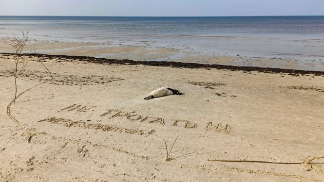 Jaunais ronis liedagā atpūšas.