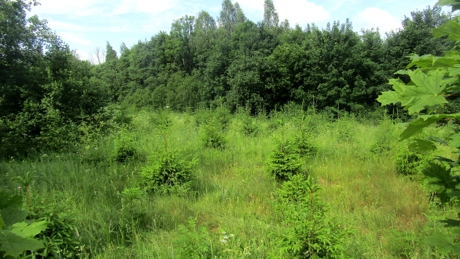 Apmežota lauksaimnieciska zeme - pļavā aug eglītes