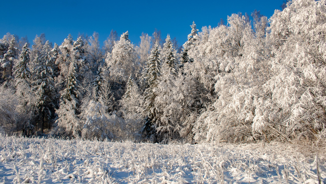 Apsnidzis mežs saulainā dienā
