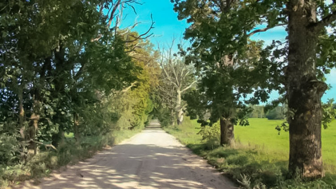 Aleja - ilustratīvs attēls