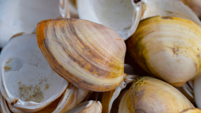 Atlantijas maktrgliemene