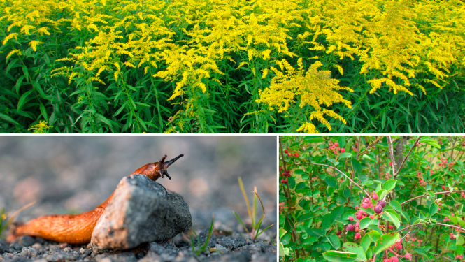 Invazīvās sugas Latvijā