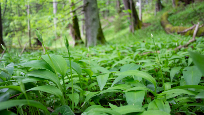 Laksis (Allium ursinum)