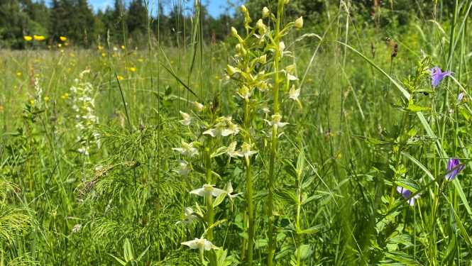 Zaļziedu naktsvijole (Platanthera chlorantha). Foto: Maija Rēna. DAP