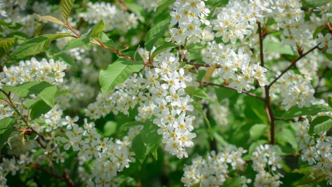 Parsatā ieva ziedos