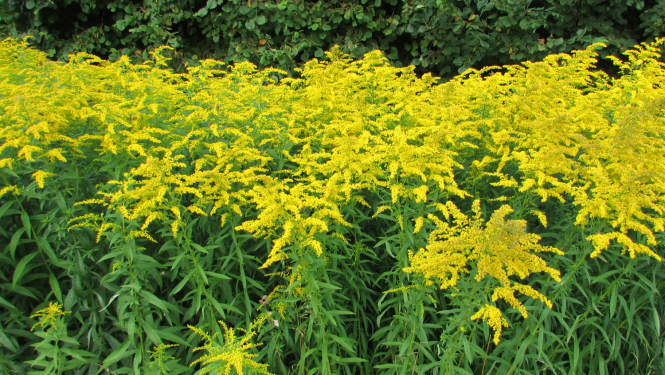 Kanādas zeltslotiņa