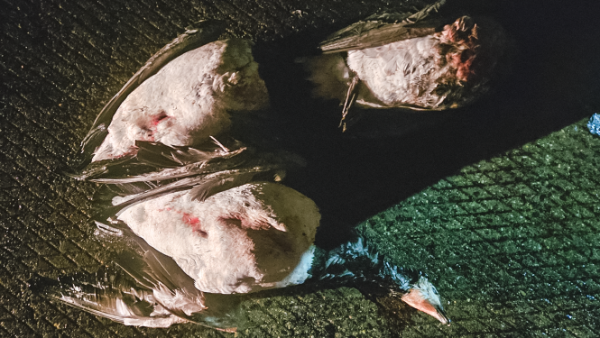 Nomedītas baltvaigu zosis