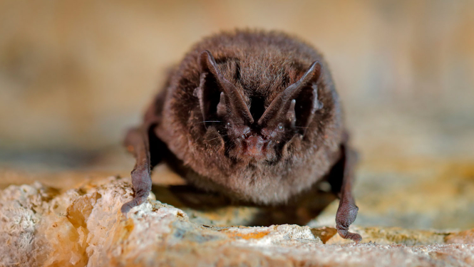 Barbastella barbastellus