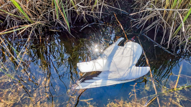 Beigts putns ūdenī pie nidrēm