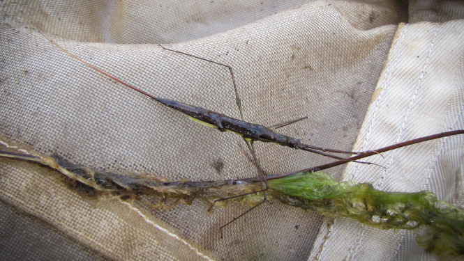 Bezmugurkaulnieks - ūdensmērītājs