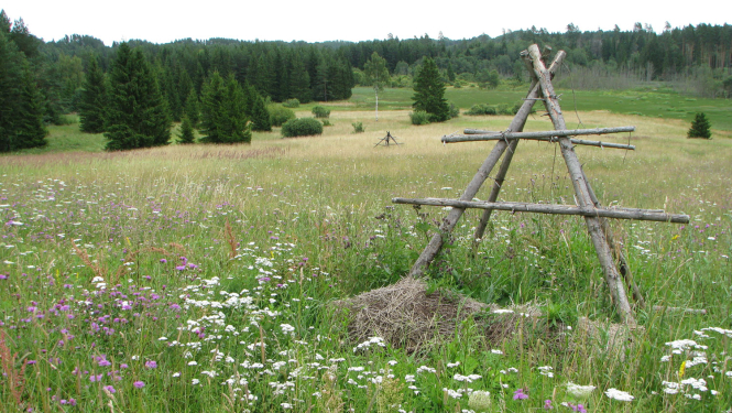 Biotops - pļava, foto: Agnese Priede