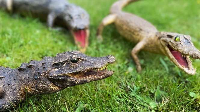 CITES krokodilu izbāžņi