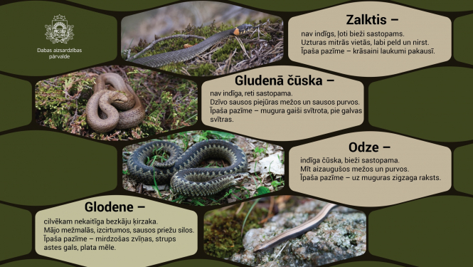 Latvijā sastopamās čūskas - zalktis, gludenā čuska, odze.