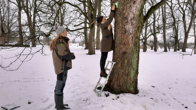 Dižkoka marķēšana Aucē