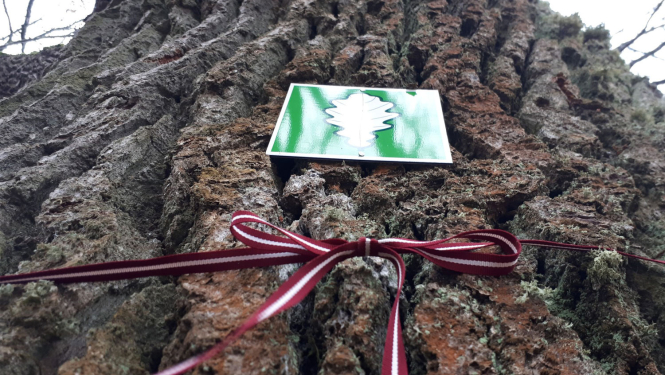 Dižkoks ar lentu Latvijas karoga krāsās