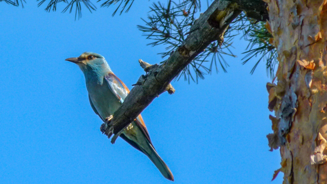 Zaļā vārna. Foto: Edmunds Račinskis