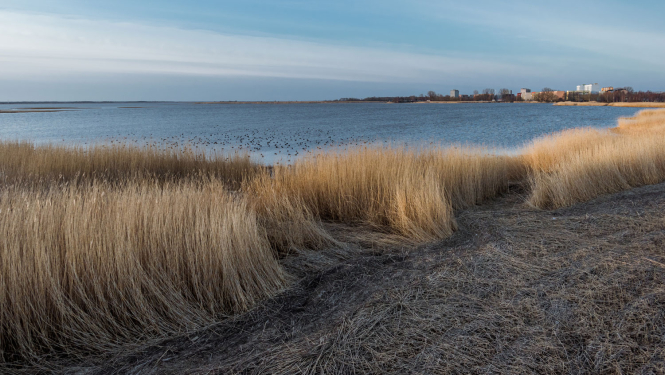 Liepājas ezera skats ar pilsētu tālumā un pērnajām niedrēm priekšplānā
