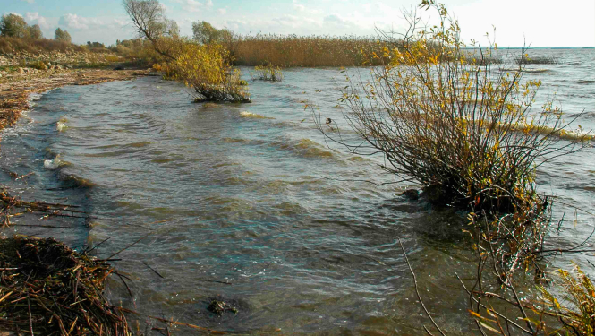 Dabas liegums LUBĀNA MITRĀJS. Lubāna ezers. Foto: Vija Kreile. DAP