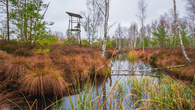 dabas liegums Sedas purvs