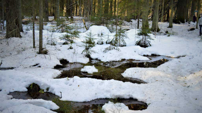 Stompaku purvs ziemā