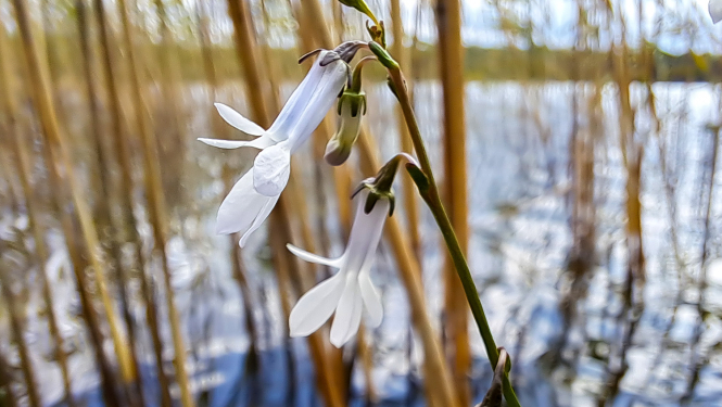 Dortmaņa lobēlija. Foto Andris Soms