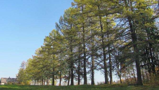 Gaujienas "Vārpu" lapegļu aleja