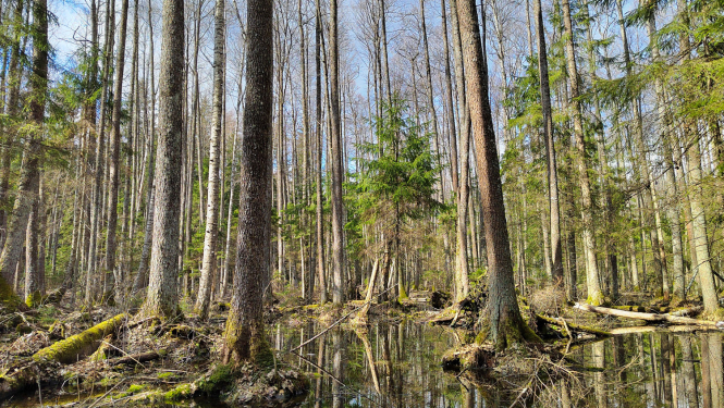 Dabas parks Vecumu meži