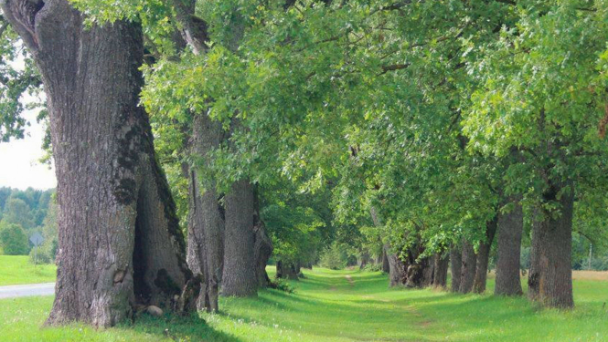 dabas piemineklis - aleja