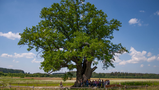Dižkoks - Kaņepju ozols