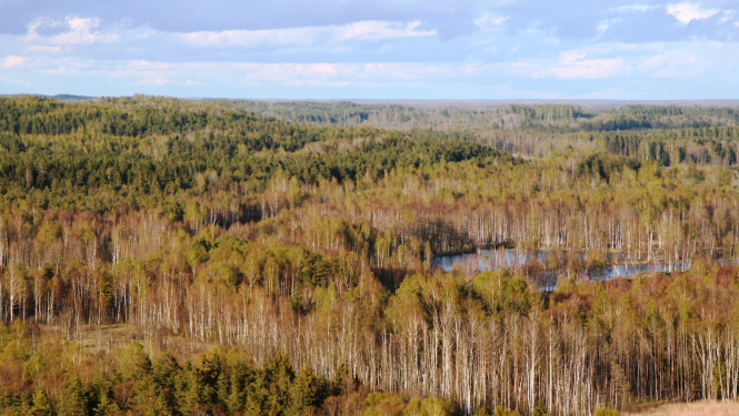 Krustkalnu dabas rezervāts. Foto: Alda Stepanova. DAP