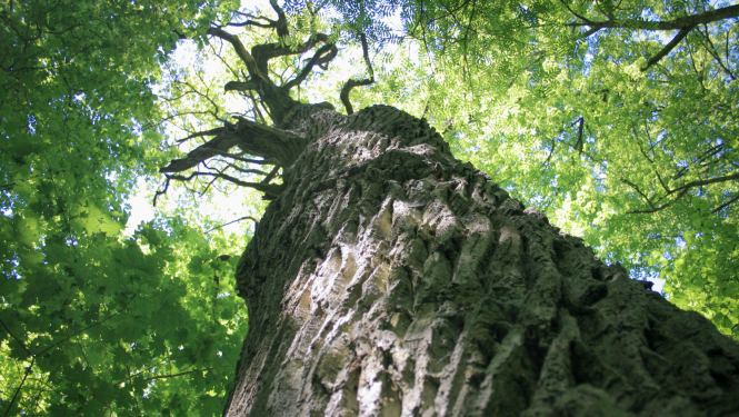 Liels vecs koks Moricsalas dabas rezervātā