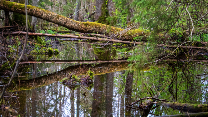 Purvaina meža ainava ar kritušiem, sūnām klātiem kokiem un mierīgu ūdens virsmu, kas atspoguļo blīvo zaļumu un kritušu koku stumbrus.