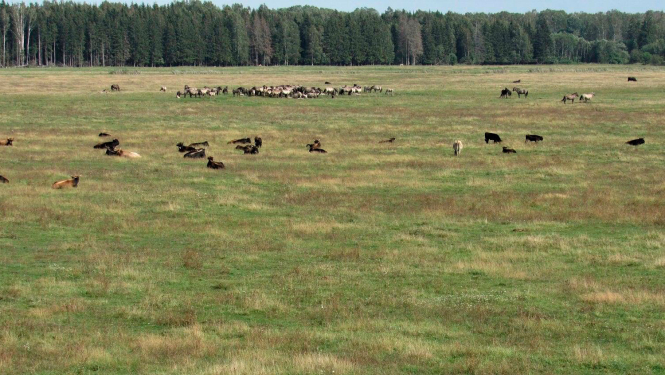Ķemeru Nacionālā parka Dunduru pļavās ganās liellopi