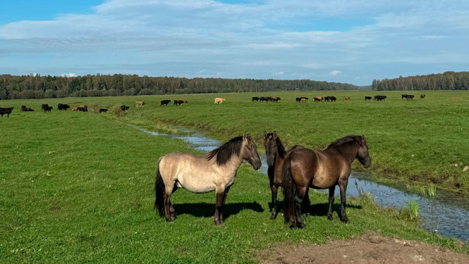 Zirgi un govis Dunduru pļavās