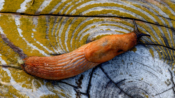 Spānijas kailgliemezis