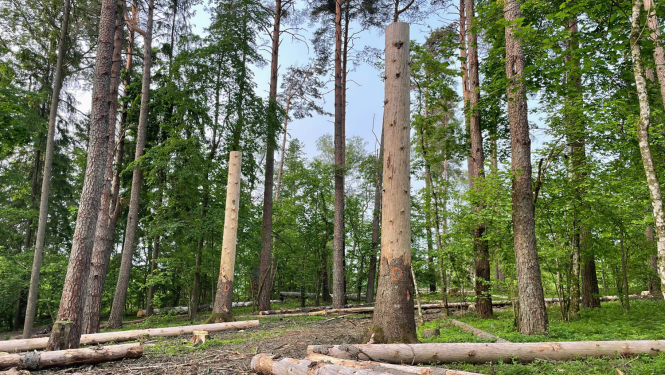 izzāģēti bīstami koki pie Ķeizarskata 2025. gadā