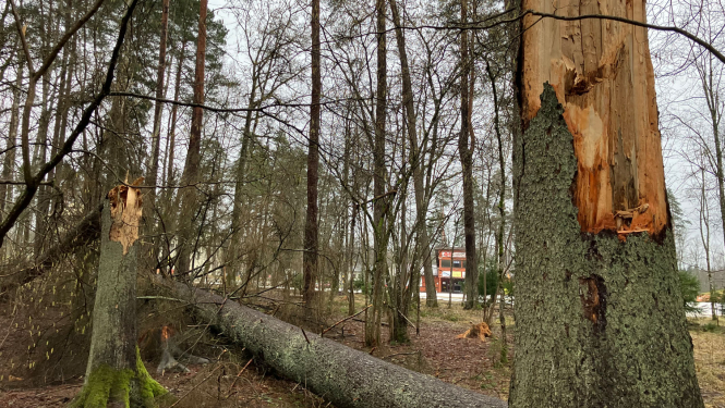 Koki pie Laurenčiem