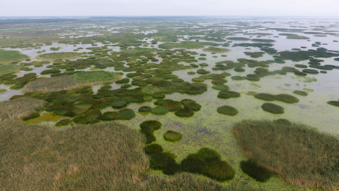 Dabas liegums Lubāna mitrājs