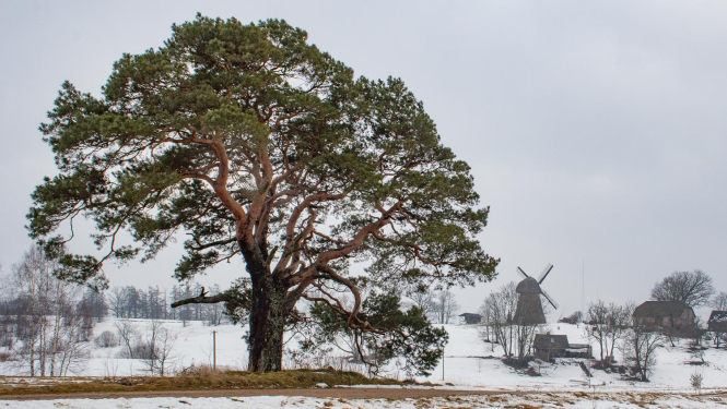 Dabas piemineklis - dižkoks. Zviedru priede Āraišos. Foto: Andris Soms, DAP