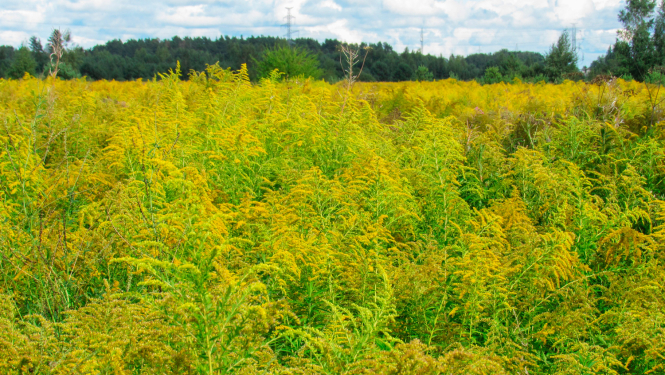 Invazīva siga - Kanādas zeltgalvīte