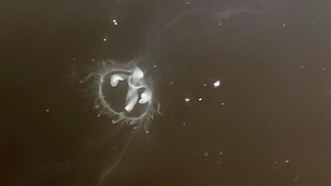 Saldūdens medūza Craspedacusta sowerbii