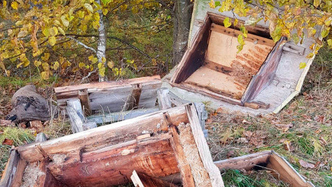 Lāču izpostīts bišu strops