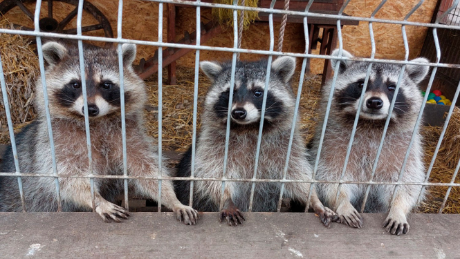 Trīs jenoti aiz žoga