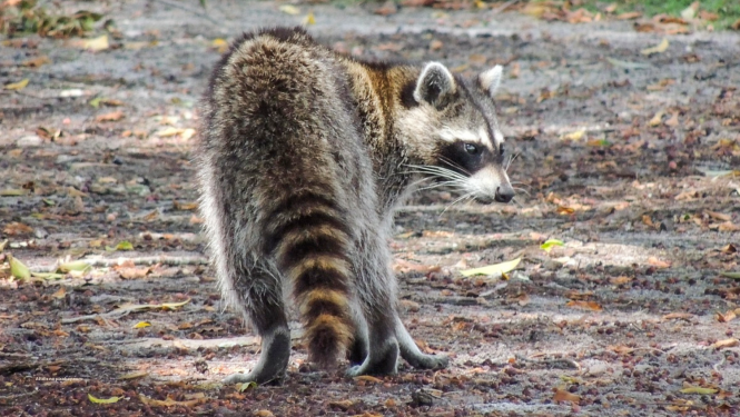 Jenots. Foto VMD arhīvs