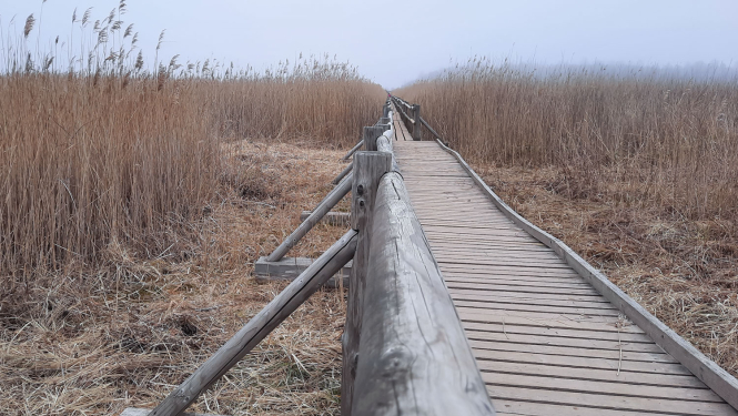 Kaņiera niedru laipa