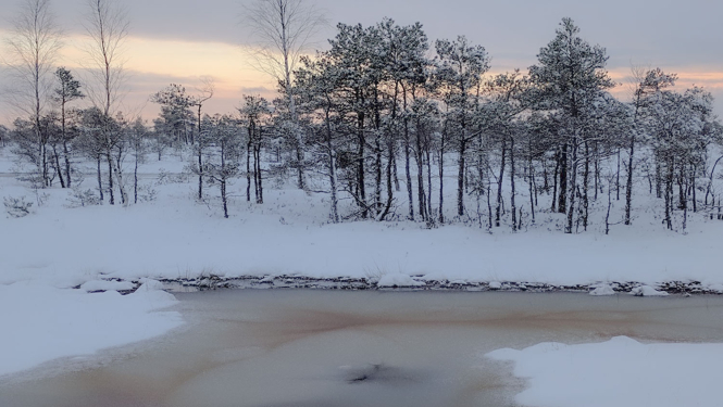 Purvs Ķemeru Nacionālajā parkā